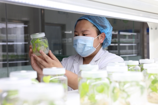 工作人員正在觀察脫毒薯苗生長(zhǎng)情況。龐博攝