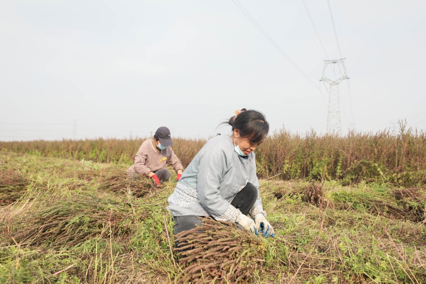 10月21日，在隆堯縣山口鎮(zhèn)南寨子村，農(nóng)民正在分揀藥材。王鑠攝