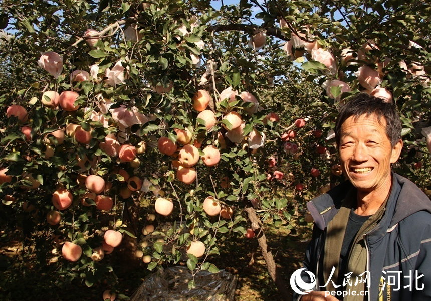 崗底村果樹(shù)種植高級(jí)技師楊雙奎和他種植的蘋(píng)果樹(shù)。人民網(wǎng)記者 祝龍超攝