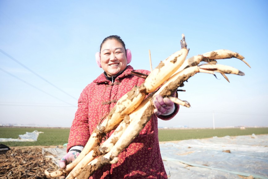 在河北省隆堯縣東良鎮(zhèn)澤畔村蓮藕種植基地，農(nóng)民展示采挖的蓮藕。王雪攝