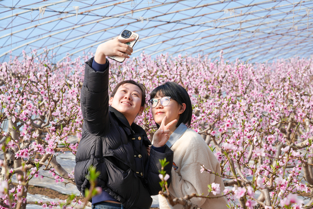 游客在蟠桃花間拍照打卡。馬涉川攝