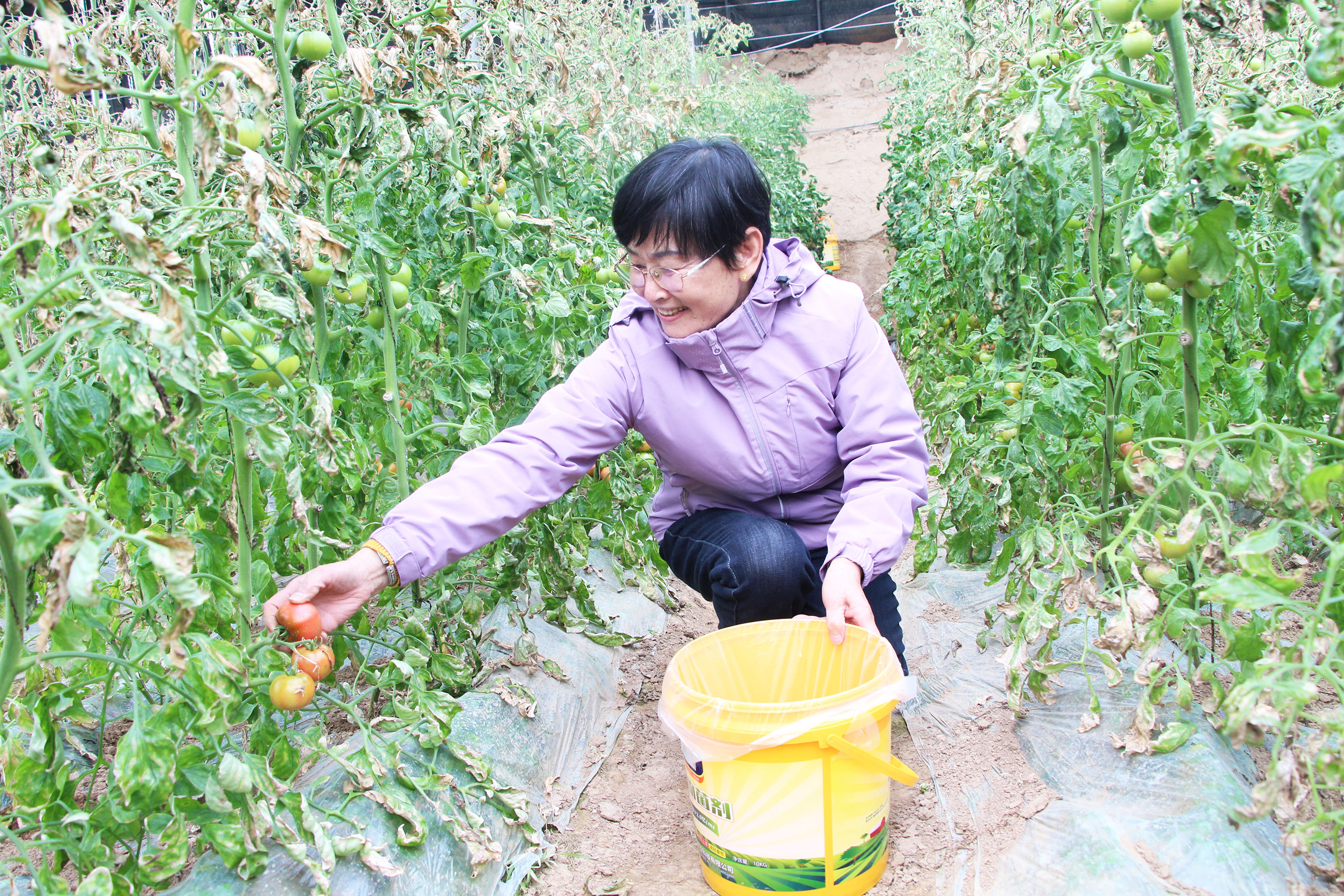 游客采摘西紅柿。楊瀰攝